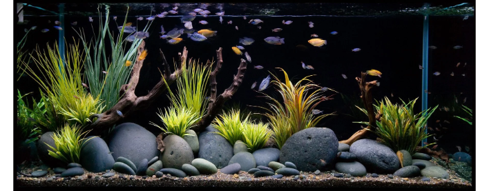 Balıqlarınızın düzgün baxımı üçün bilməli olduğunuz hər şey